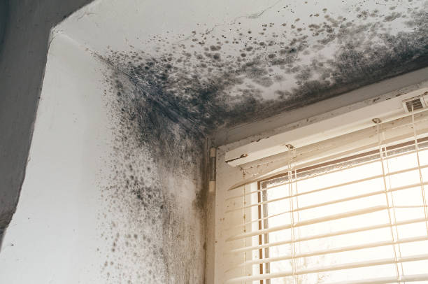 Affordable Mold Removal solutions in Buena Vista, CO
